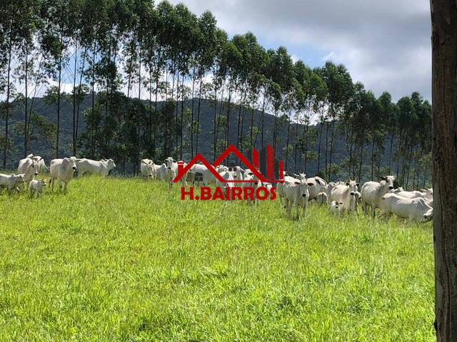 Fazenda para Venda em Guaratinguetá - 5